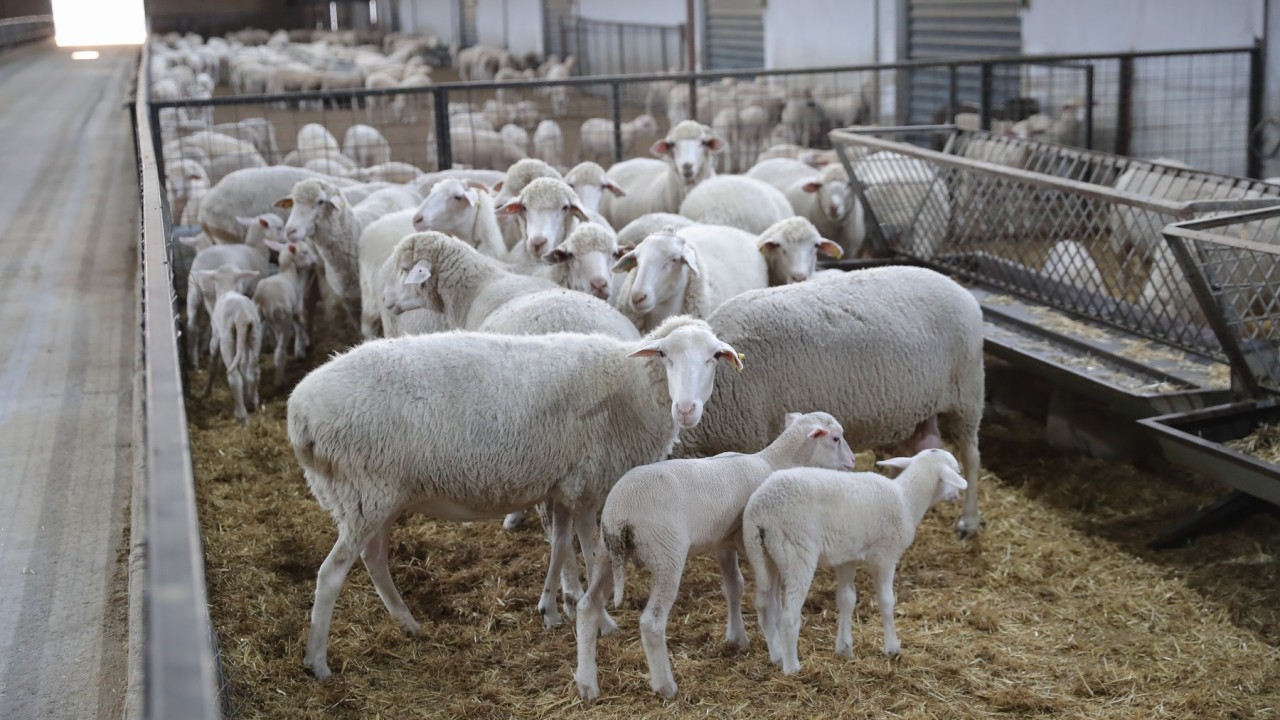 İzmir'de besicilere hibe olarak 210 küçükbaş hayvan dağıtıldı
