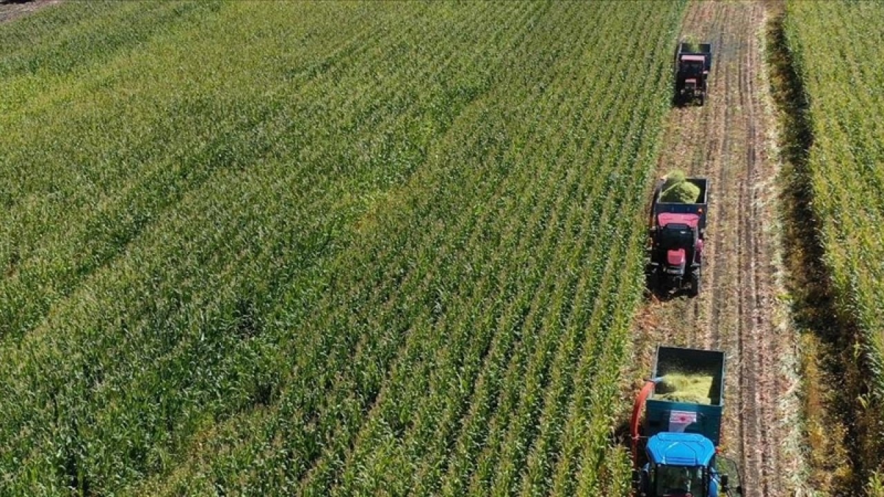 Tarımda hümik asit kullanımıyla verim artışı gözleniyor