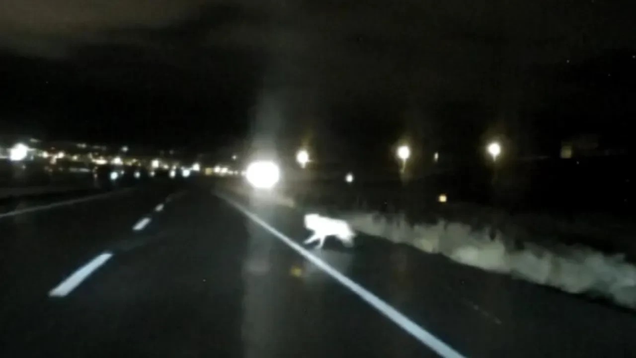 Kar yağışının etkili olduğu Kars'ta kurtlar şehre indi