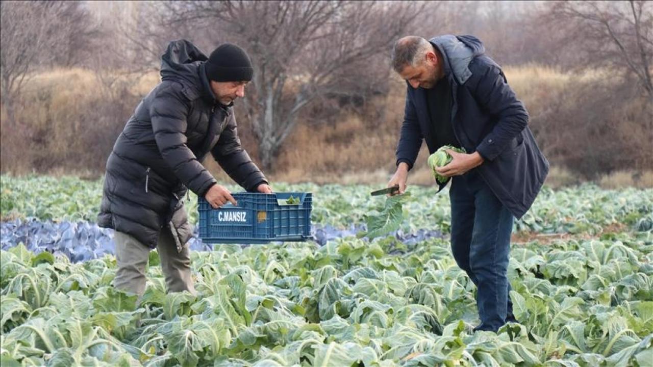 Erzincan'da mikroklima avantajıyla kış mevsiminde de açık alanda sebze yetiştiriliyor