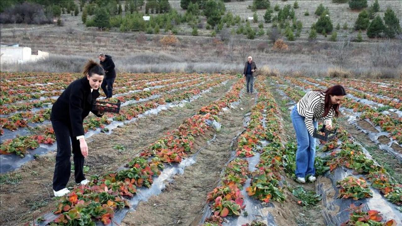Hobi amaçlı başladığı çilek üretiminde talebe yetişmekte zorlanıyor