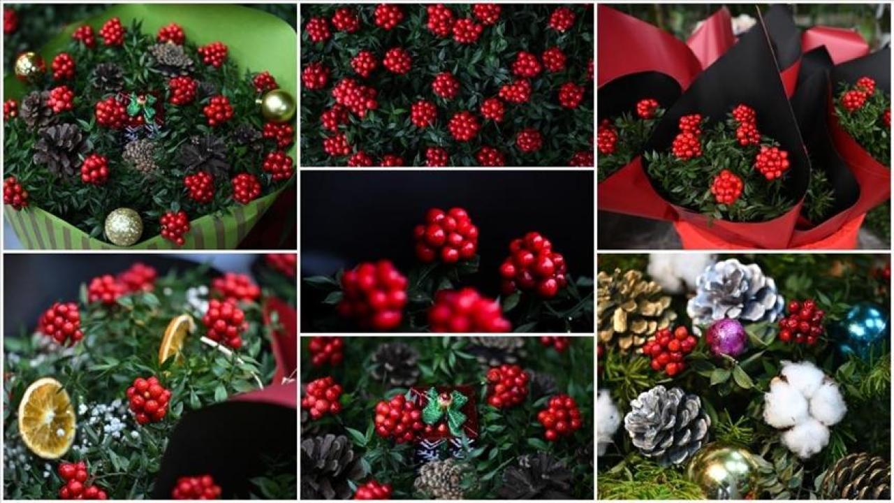 Yılbaşının simgelerinden "kokina çiçeği" tezgahlarda alıcısını bekliyor