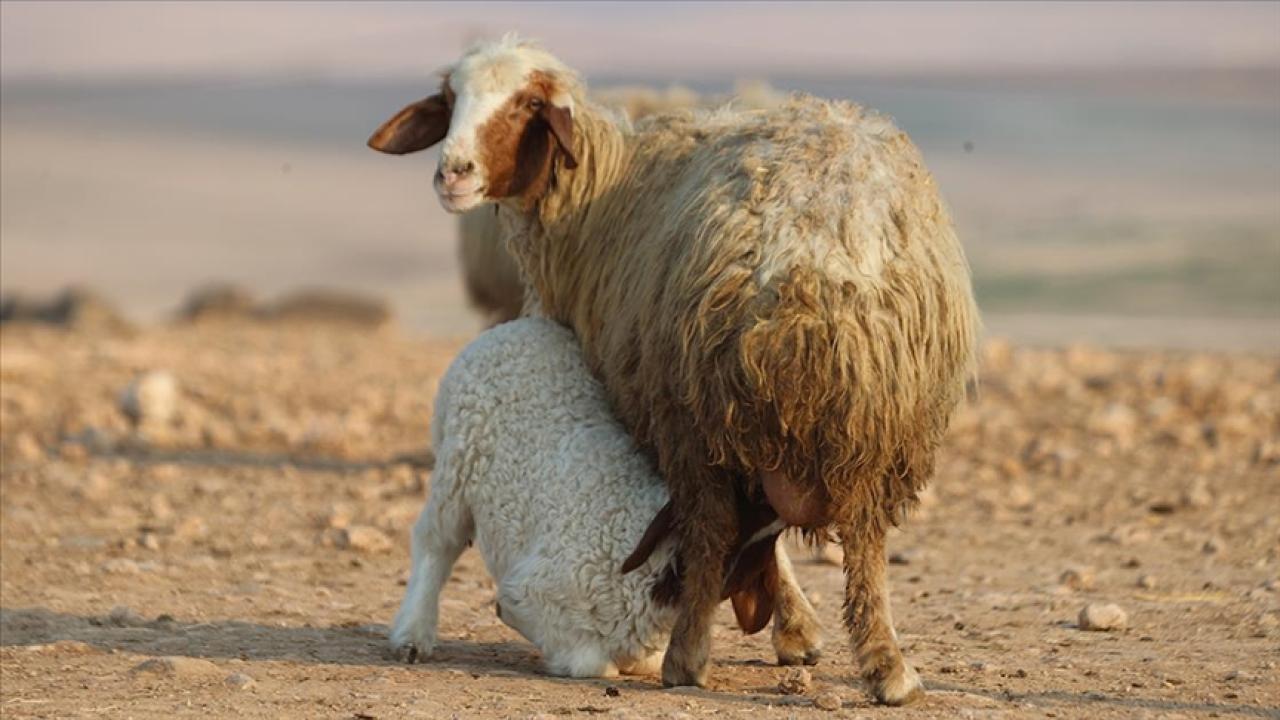 Türkiye'nin dev işletmesinde 60 bin kuzu dünyaya geldi