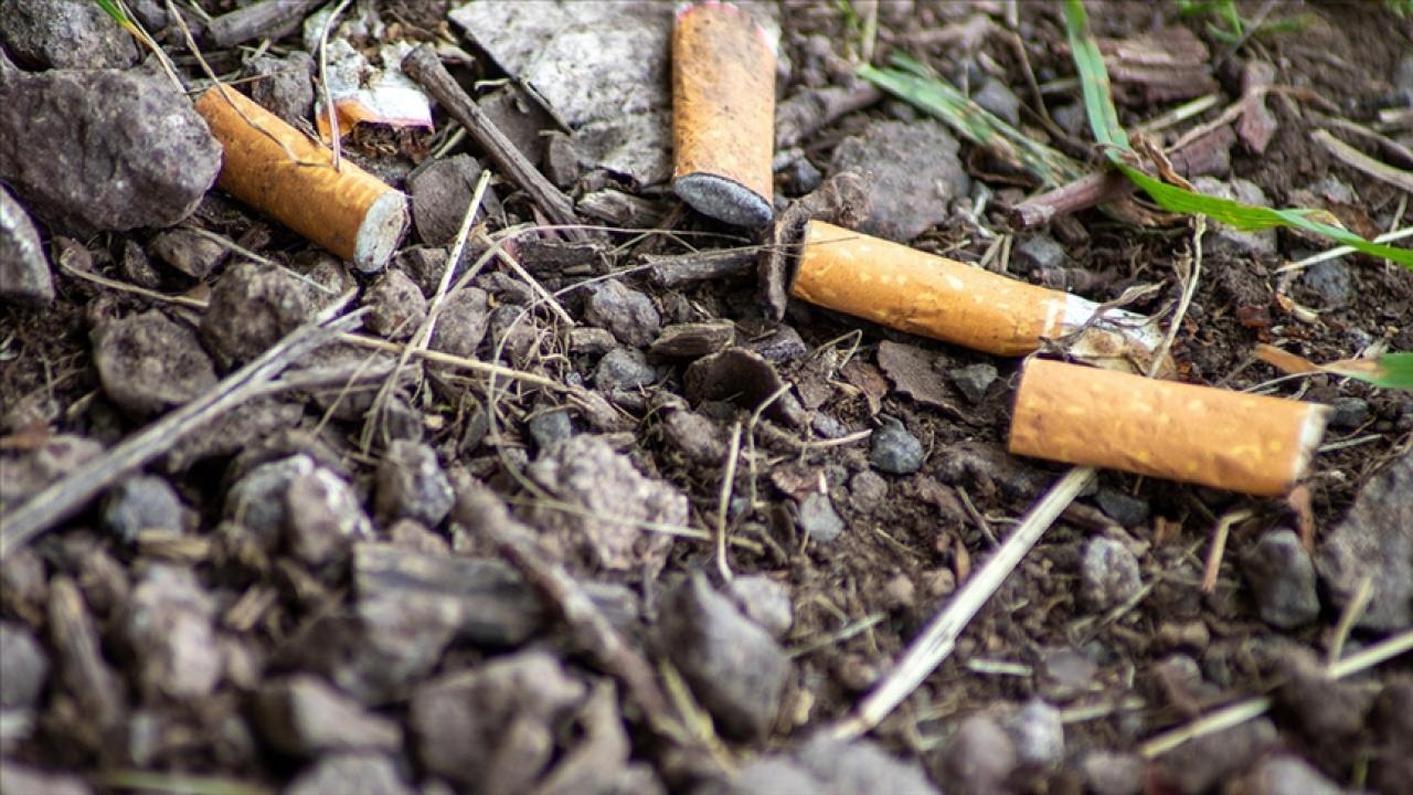 Sigara izmaritleri içerdiği kimyasal maddelerle su, toprak ve canlılara zarar veriyor