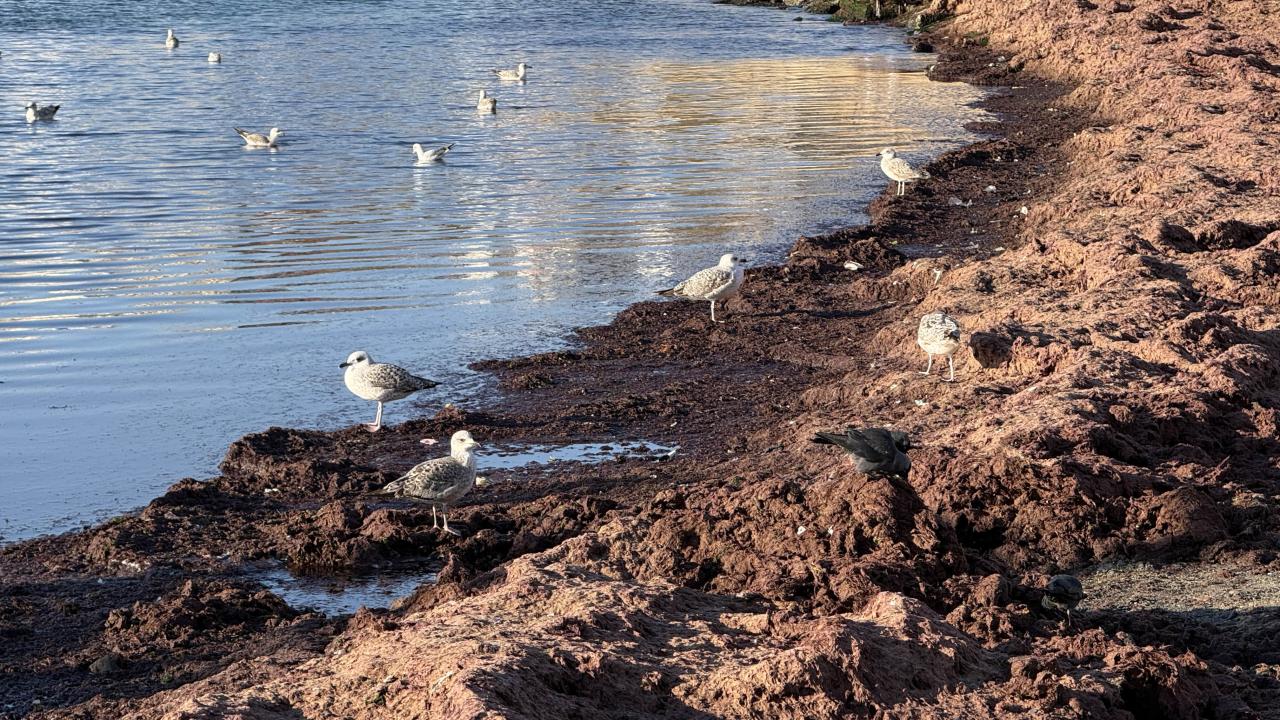 Tekirdağ'da lodos nedeniyle sahilde kırmızı yosun birikti