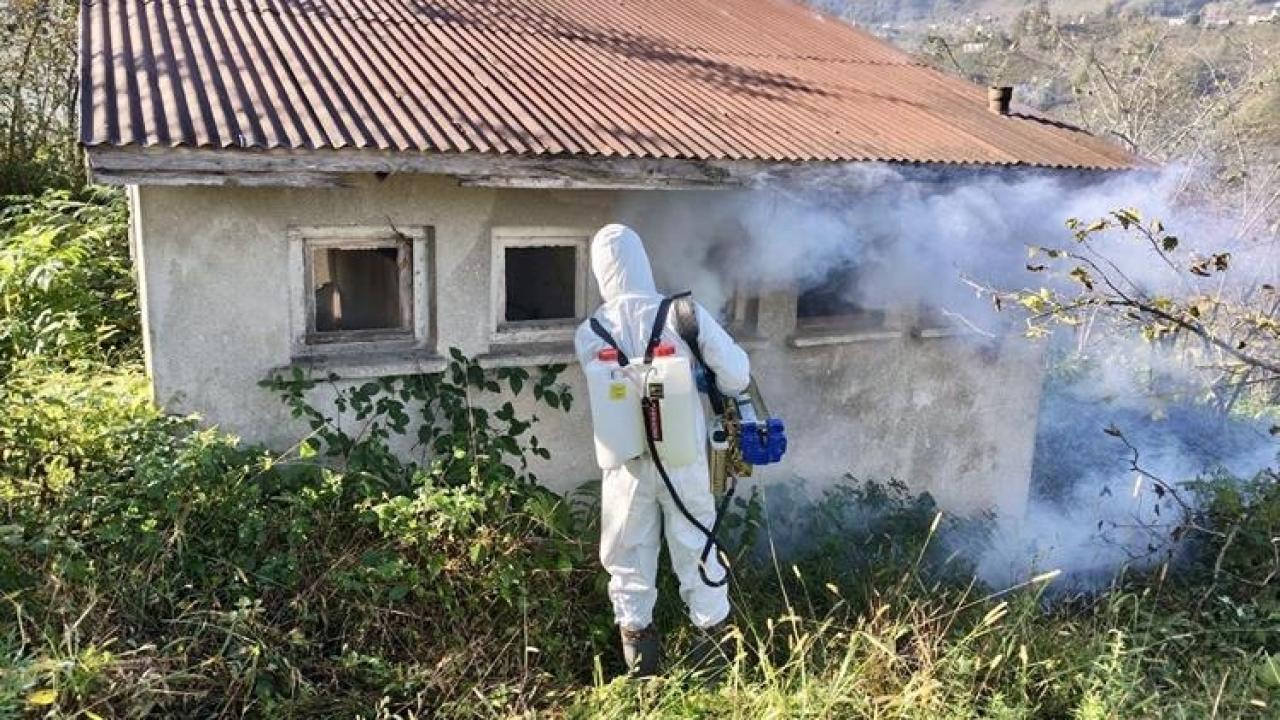 Giresun'da kahverengi kokarcayla mücadele dört koldan devam ediyor