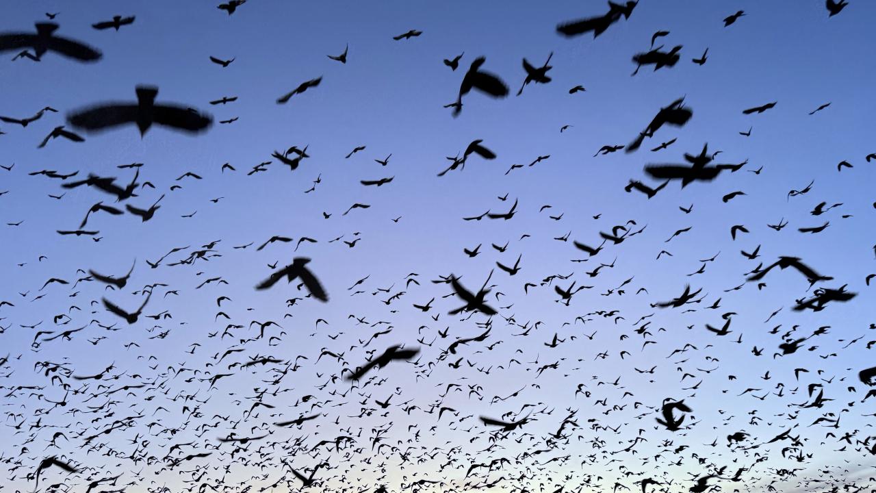 Ardahan'da kuşların dansı gün batımı ile görüntülendi