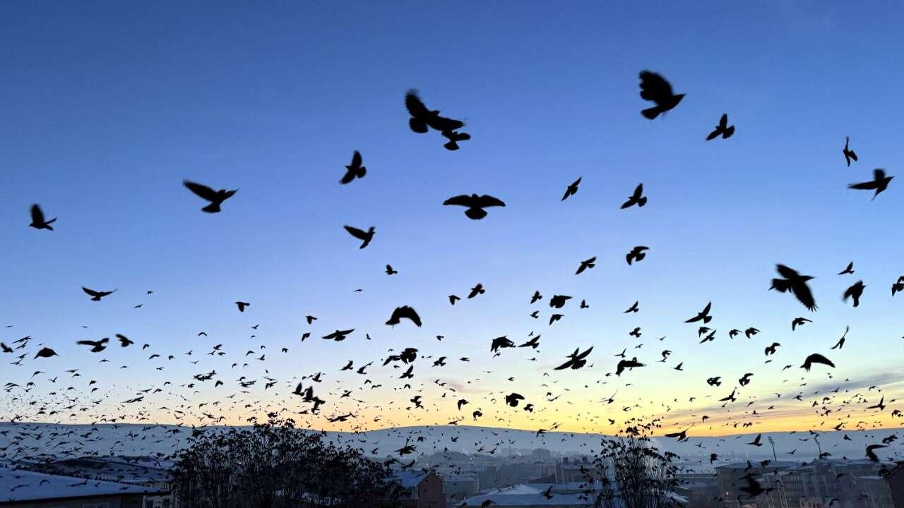 Ardahan semalarında kuşların gün batımı dansı