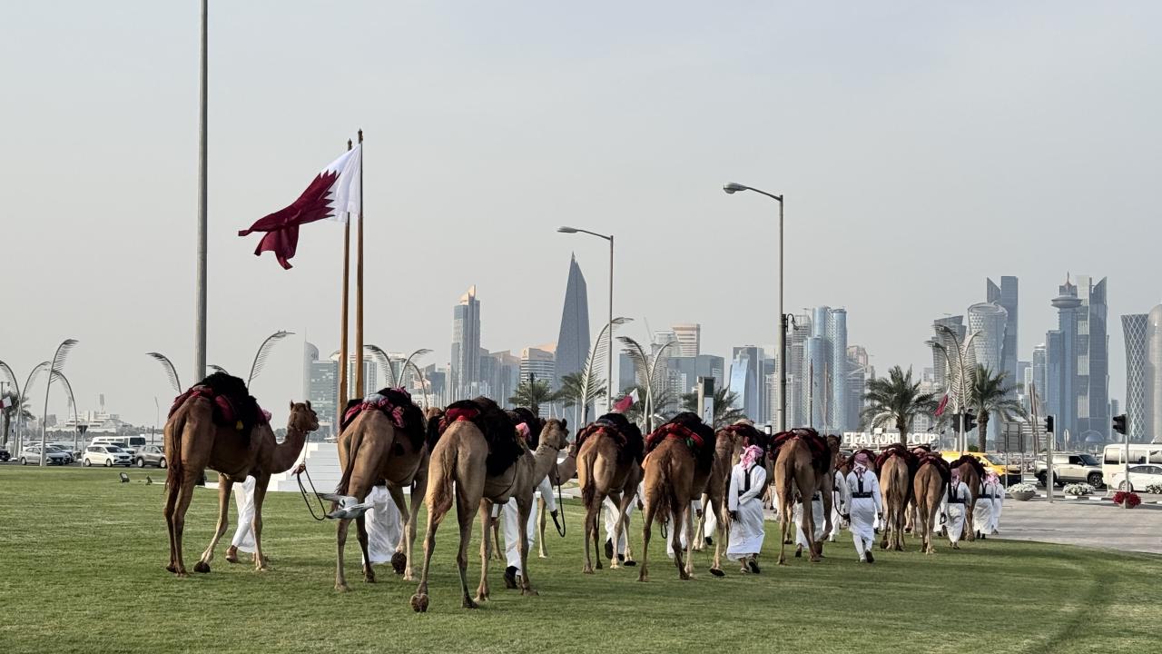 Katar’da, günlük "deve geçidi" geleneği devam ediyor