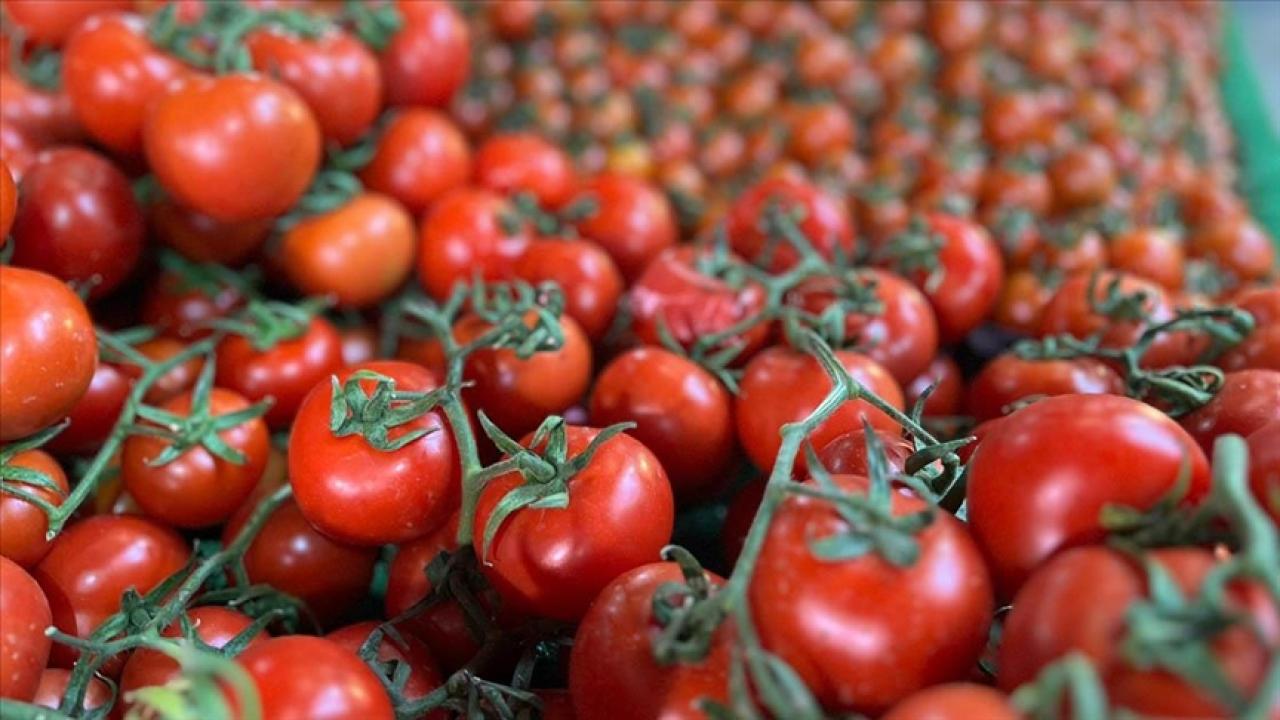 Türkiye'den geçen yıl 401 milyon dolarlık domates ihraç edildi