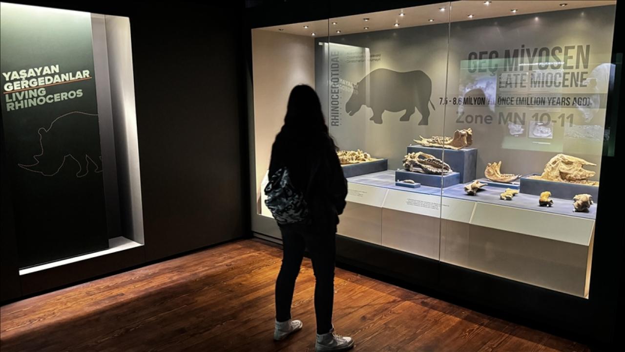 Çankırı Müzesi'ndeki milyon yıllık fosiller geçen yıl 39 bine yakın ziyaretçi çekti