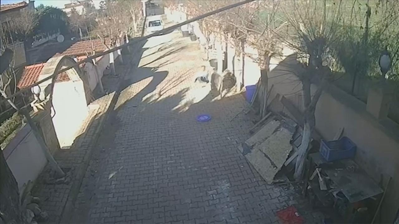 Silivri'de beslediği koçun saldırısına uğrayan kişi yaralandı