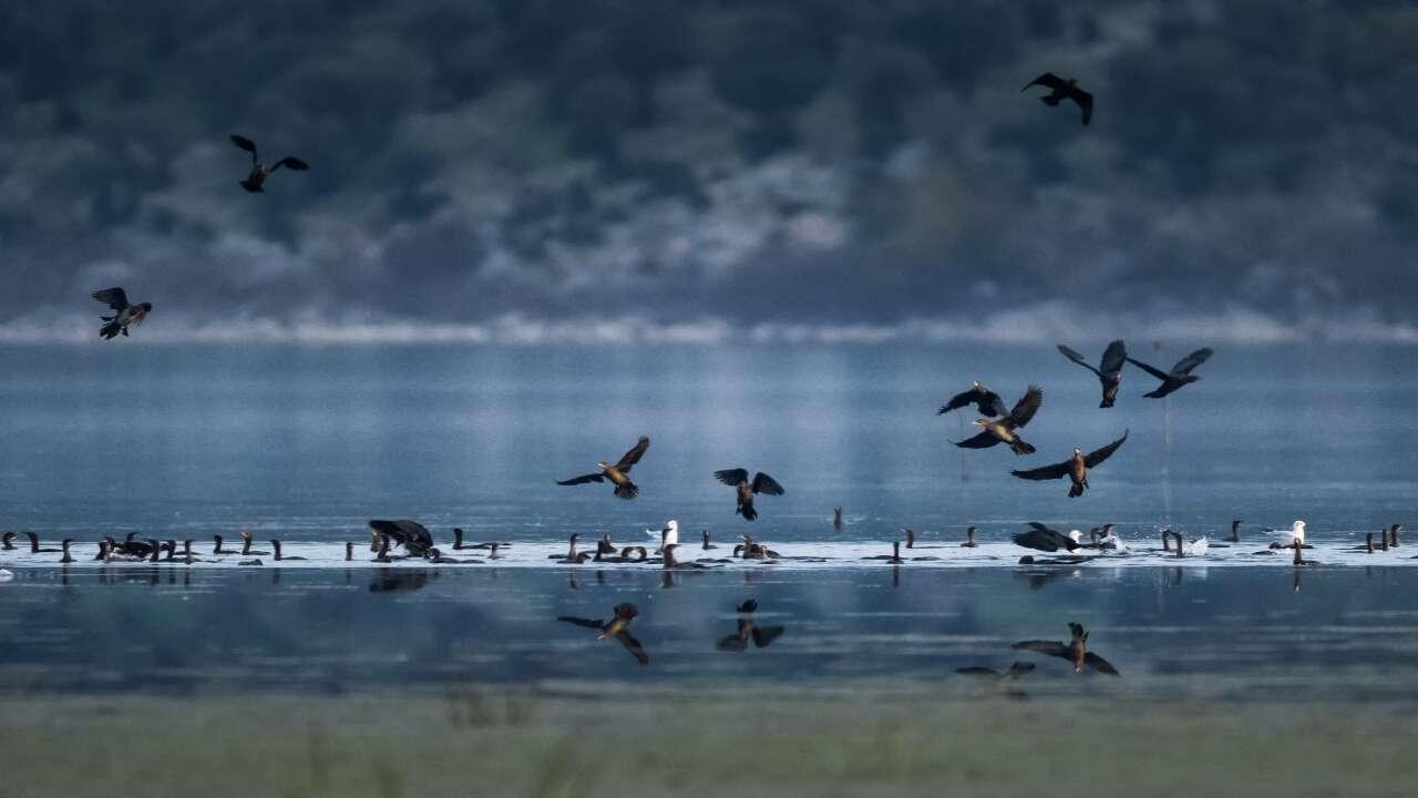 Ulabat'ta kanat sesleri: Nadir görülen küçük karabataklar görsel şölen sunuyor