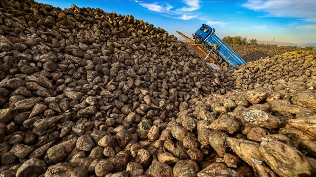 Türkiye'de üretilen şeker miktarı yaklaşık 3 milyon tonu bulacak