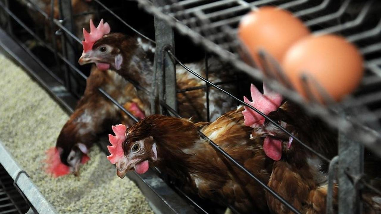 Ticari etlik ve yumurtacı kanatlı işletmelerinin teknik ve sağlık şartları belirlendi