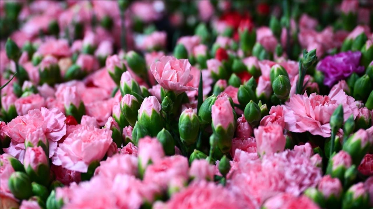Türkiye'den 2025'te 83 ülkeye çiçek ihracatı yapıldı