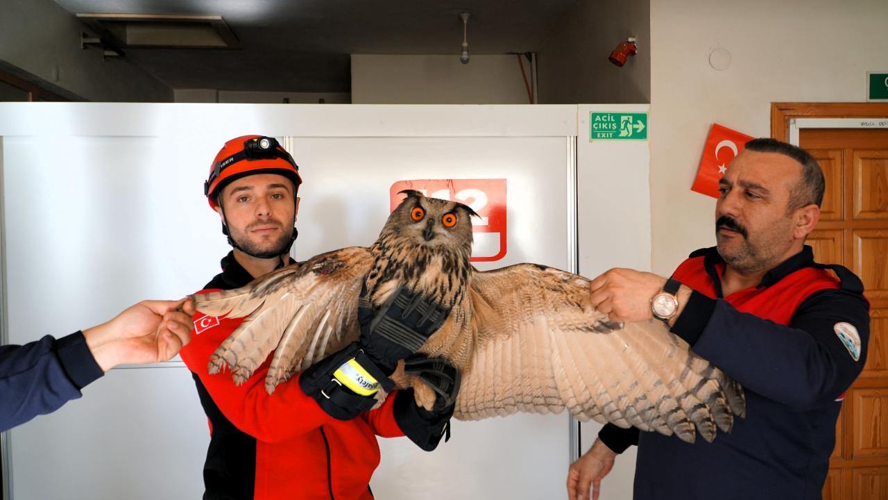 Çorum'da yaralı bulunan puhu tedavi altına alındı