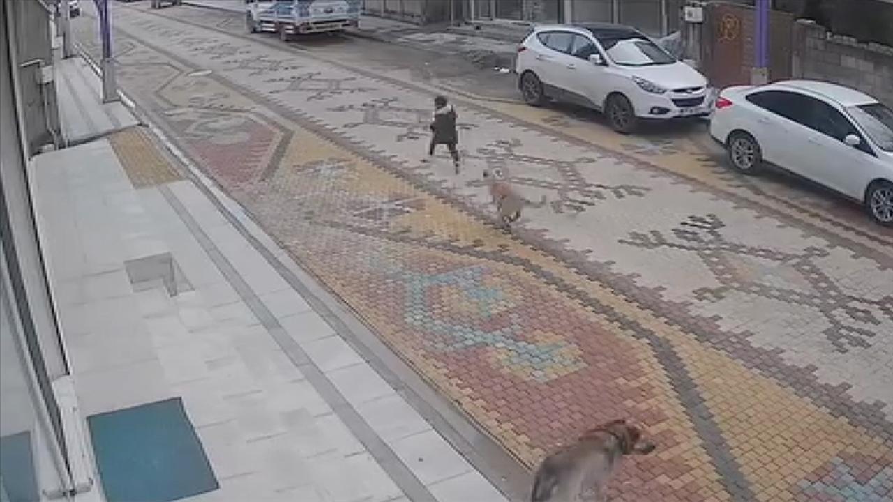 Mardin'de sahipsiz köpeğin saldırısına uğrayan çocuğu esnaf kurtardı