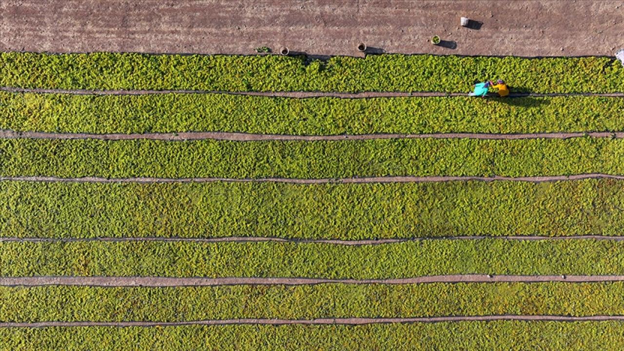 Çiftçilere bugün 94,3 milyon liralık tarımsal destekleme ödemesi yapılacak