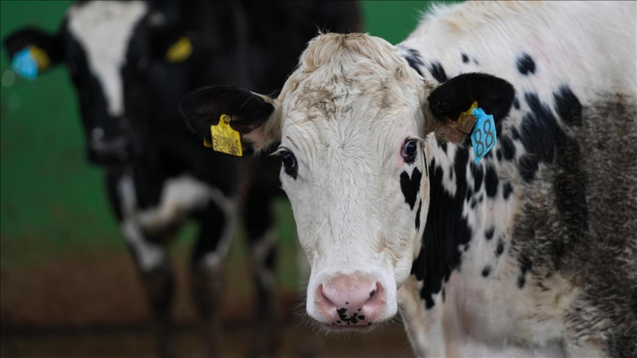 İnekler için ortopedik yatak üretildi