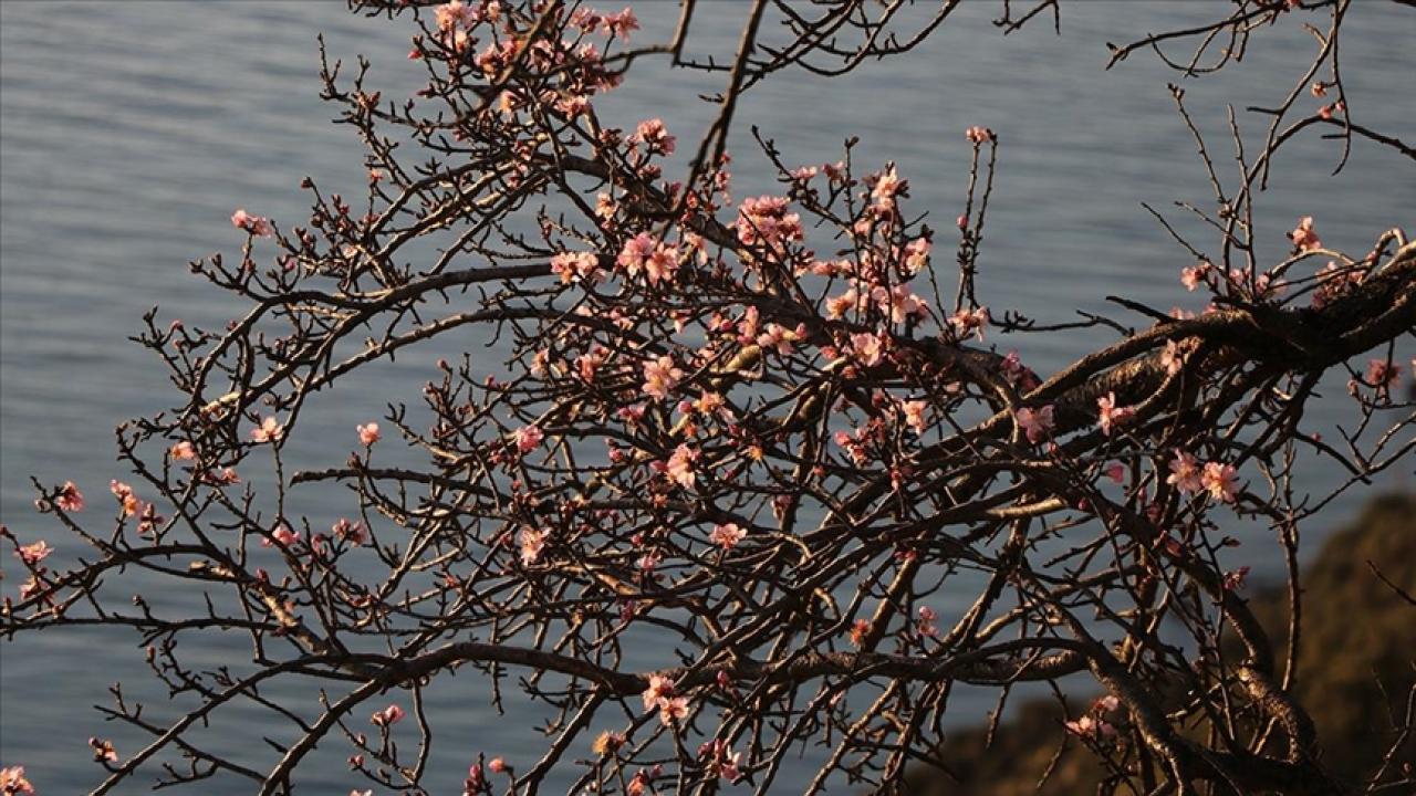 Tekirdağ'da badem ağaçları çiçek açtı