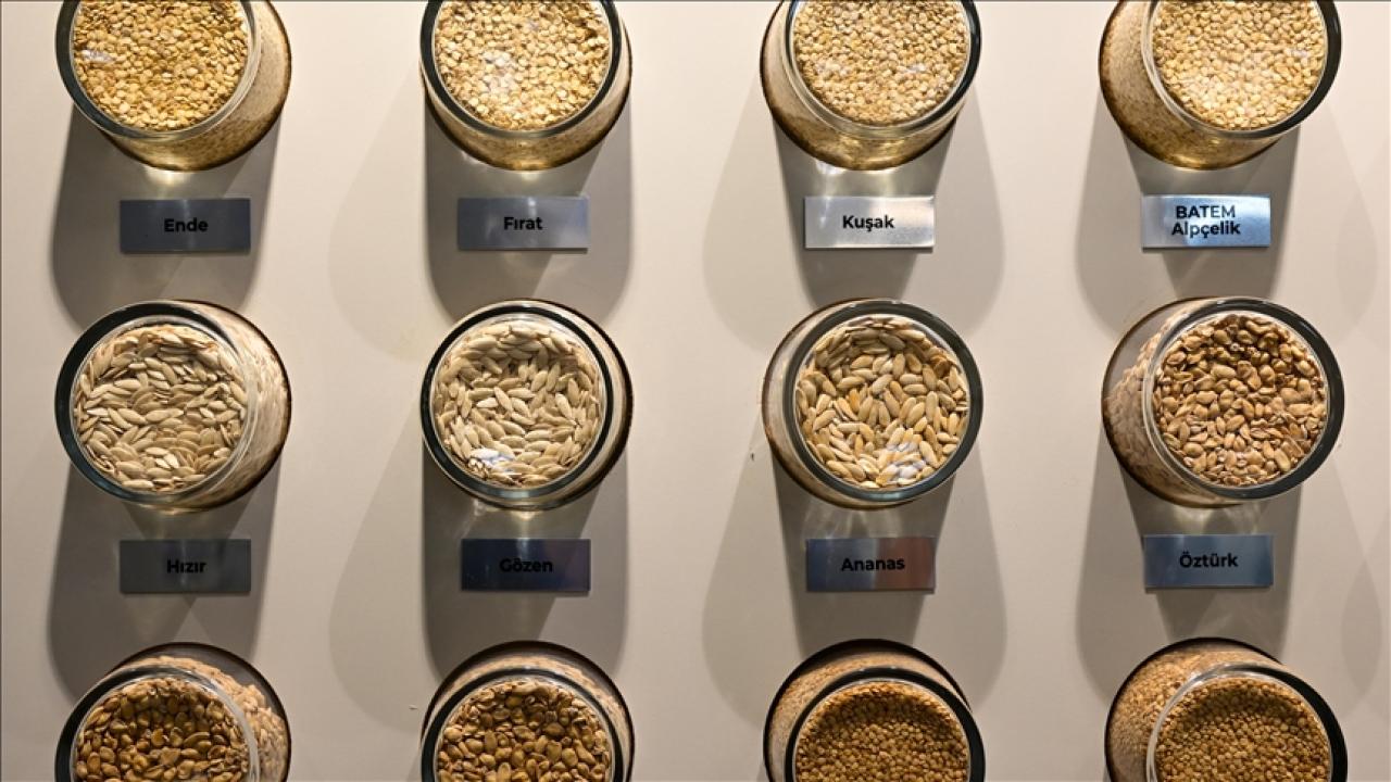 BATEM'in geliştirdiği sebze tohumları ihraç da ediliyor