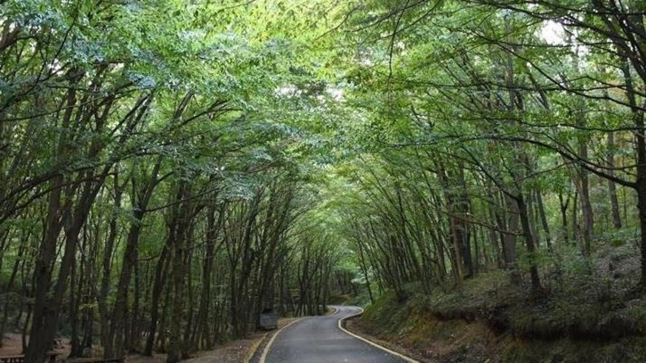 21 ilde bazı alanlar orman sınırları dışına çıkarıldı