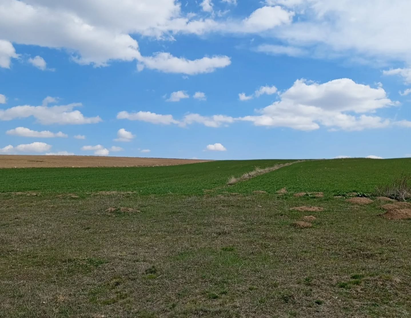 Mera Arazisine Ekim Yapıldı, Kaymakamlık Devreye Girdi