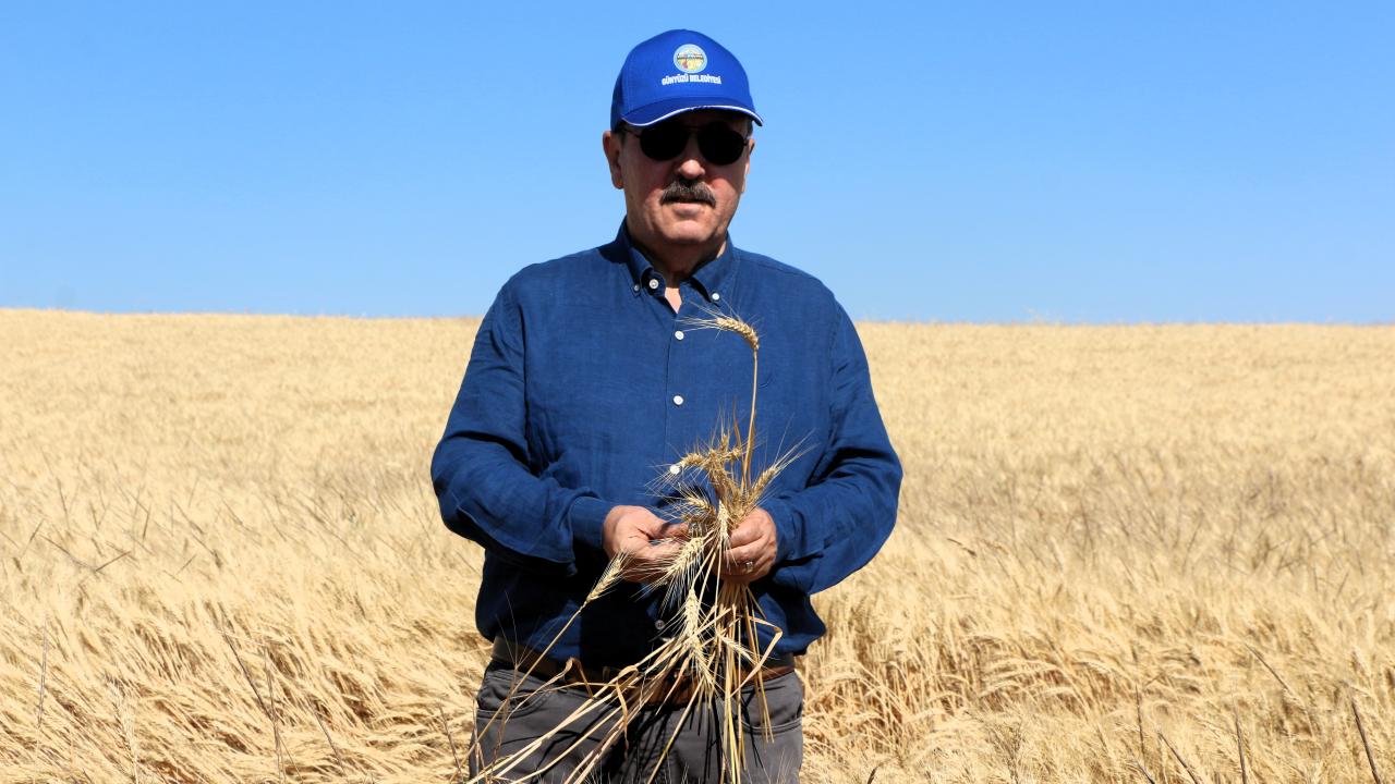 BBP Genel Başkanı Destici, Eskişehir'de biçerdöverle buğday hasadı yaptı