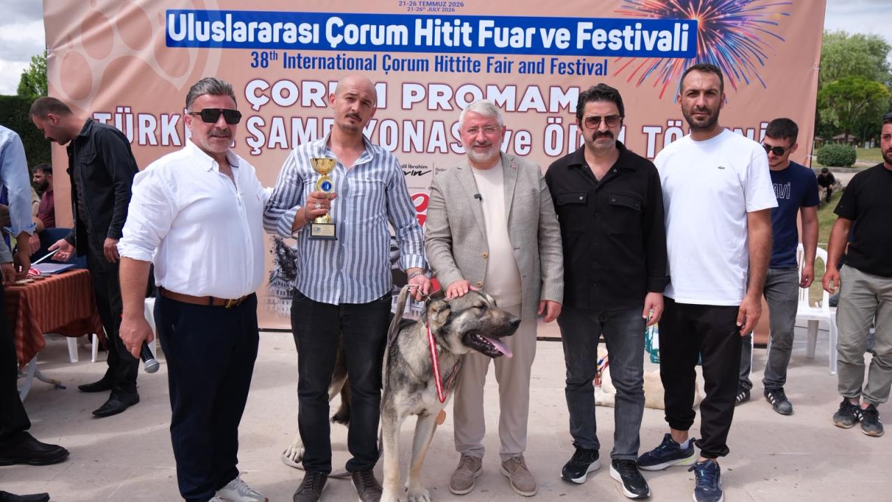 Çorum'da Türk çoban köpekleri ırk standartları yarışması yapıldı