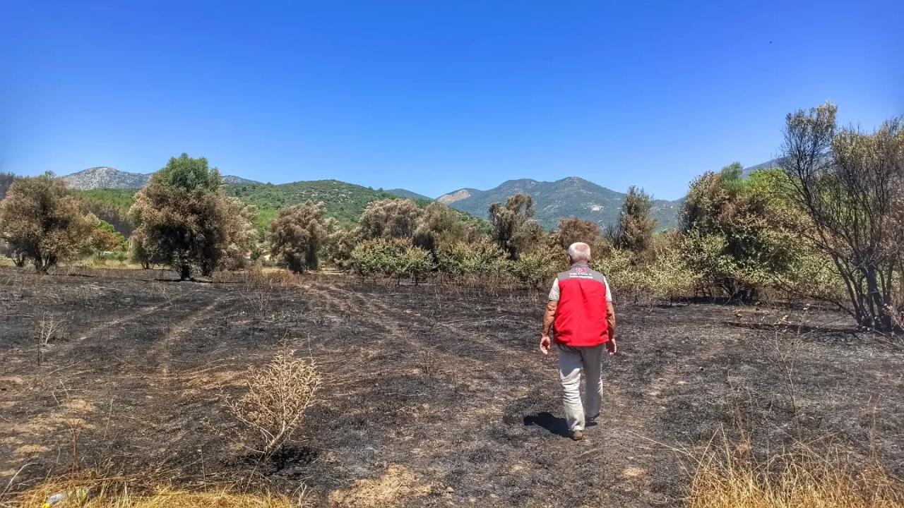 Fethiye'de orman yangınından etkilenen tarım alanlarında hasar tespiti yapılıyor