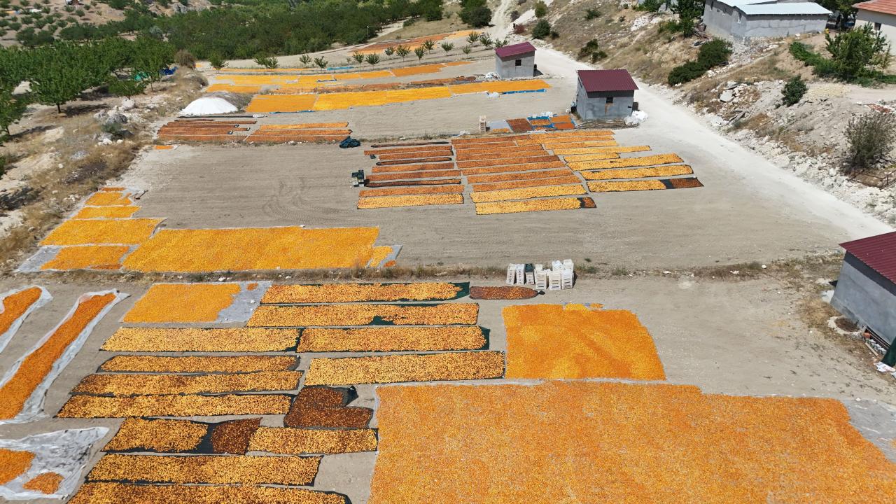 Malatya'da kayısı hasadı sürüyor