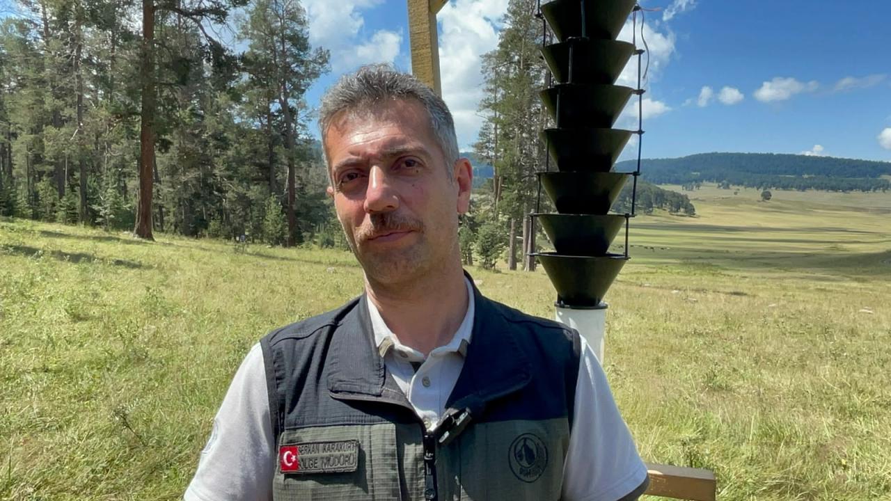 Ardahan'da doludan zarar gören sarıçam ormanları yenileniyor