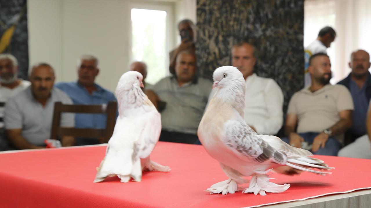 Değeri 5 milyon liraya ulaşan şebap güvercinler Erzurum'da sergilendi