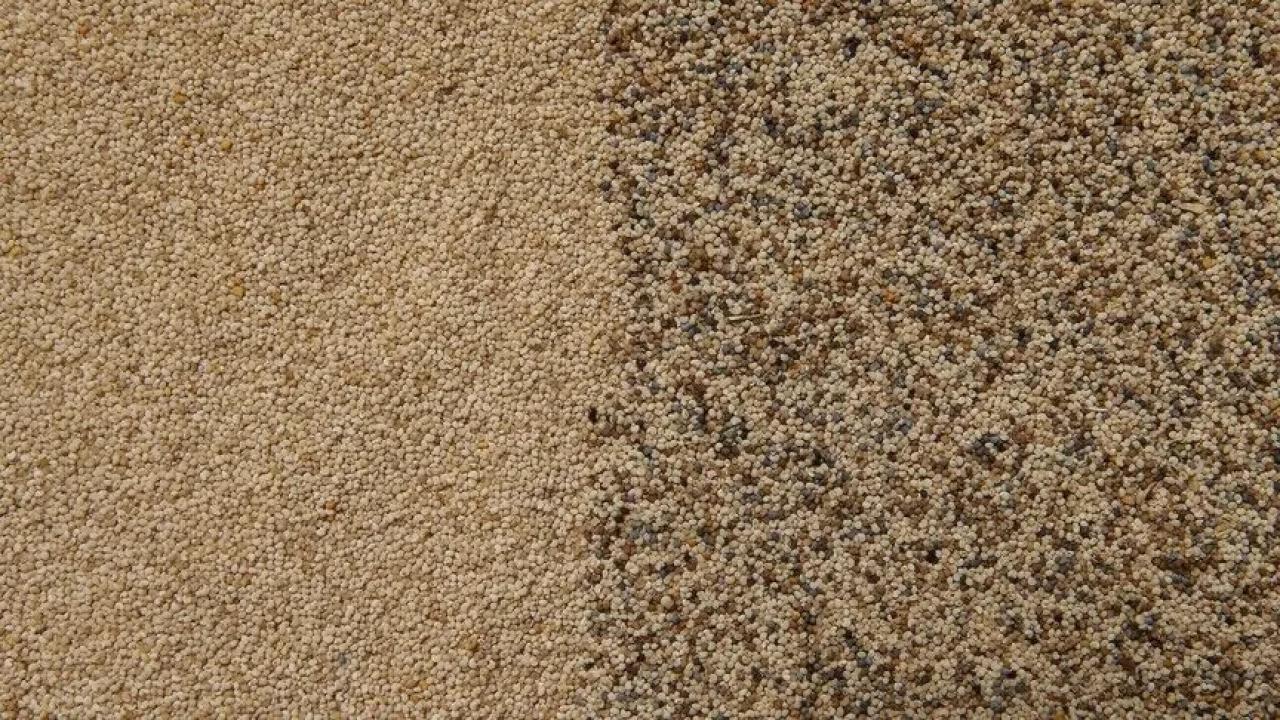 Toprak Mahsulleri Ofisi kilogramı 140 liradan haşhaş tohumu alacak