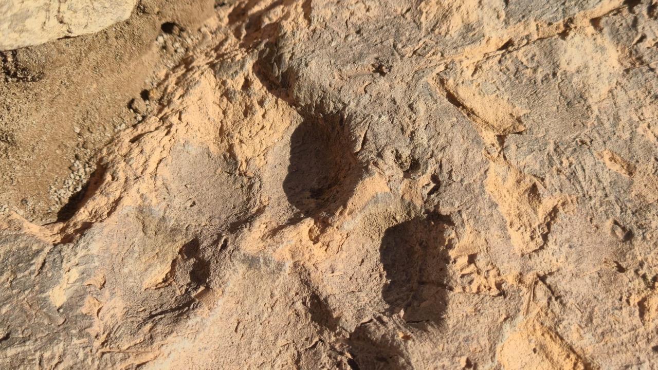 Tavşanlı Höyük kazılarında yaklaşık 4 bin yıllık pati izleri bulundu